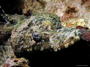 Crocodile fish. alona house reef Panglao, Bohol