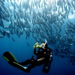 Philippine Fun Divers - Divers Alona Beach Panglao Bohol 13