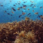 Philippine Fun Divers Alona Beach Panglao Bohol Reef scene 10